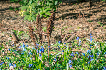 Obraz premium Blue little tiny flowers in spring park. First flowers of small blue siberian squill plant carpet in early spring