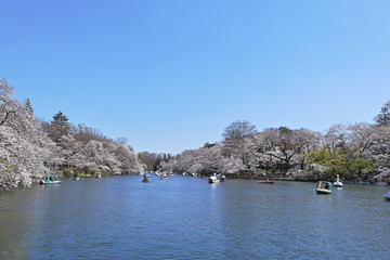 Fototapeta na wymiar ソメイヨシノの風景