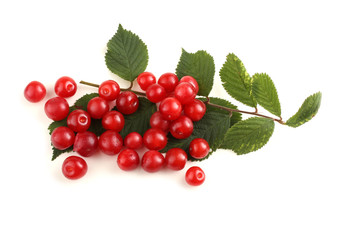 Nanking cherry and branch
