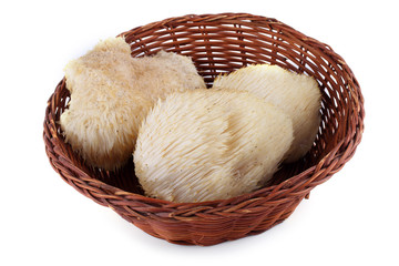 Hericium erinaceus mushroom (monkey head mushroom, bearded tooth fungus, bearded hedgehog mushroom, pom pom, lion's mane mushroom) © Alex Coan