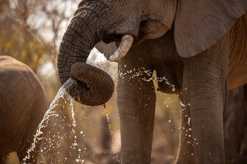A beautiful close up action photograph at sunset of an elephant spraying water out of its drunk while drinking at a waterhole in the Madikwe Game Reserve, South Africa.
