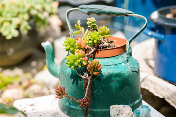 Reused planter ideas. Second-hand kettles, saucepans, old teapots turn into garden flower pots....