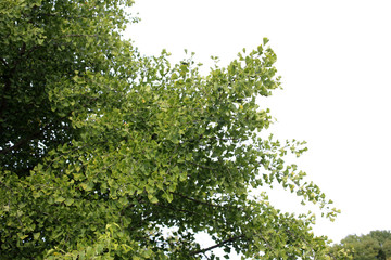 Fototapeta premium Ginkgo biloba tree