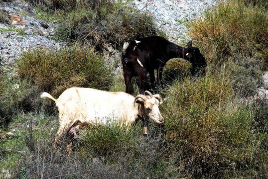 Goats on a hillside, Las Alpujarras, Spain.