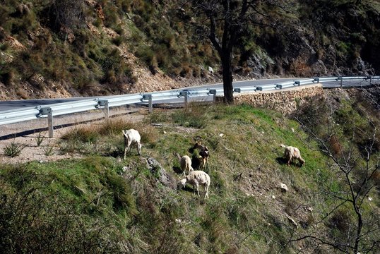 Goats on hillside by a mountain road, Las Alpujarras, Spain.