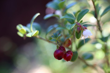 Growing cowberry (bilberry, whortleberry)