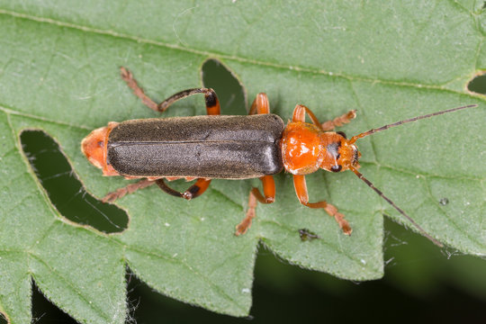 Cantharis livida is a species of soldier beetle belonging to the genus Cantharis family Cantharidae.