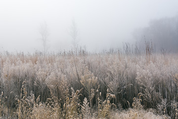 Frosted autumn tall grass prairie in fog, Fort Custer State Park, Michigan, US