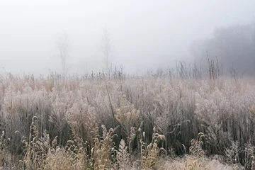 Foto op Plexiglas Frosted autumn tall grass prairie in fog, Fort Custer State Park, Michigan, US © Dean Pennala