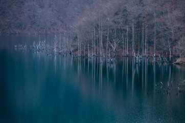 湖と木