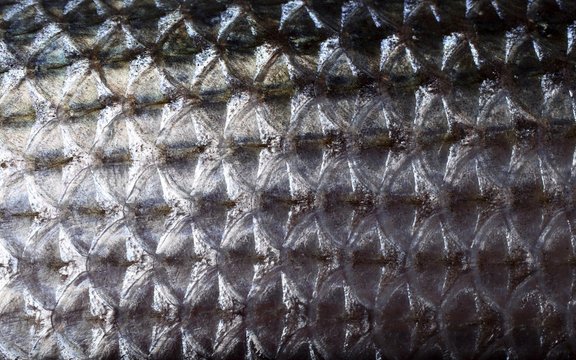 Mullet fish. Macro. Scales