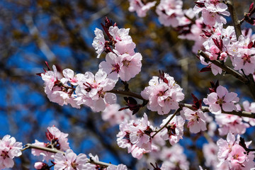 Close up of a branch with pink cherry tree flowers in full bloom in a garden in a sunny spring day, beautiful Japanese cherry blossoms floral background, sakura