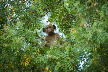 A cute photograph of a baby baboon peering through the green leaves of a tree, looking directly at the camera, taken in the Pafuri Concession of the Kruger National Park.