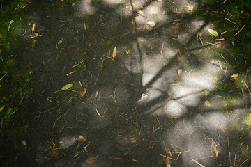 Shadow of the leaves and branches on the floor in tropical forest