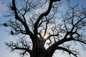 Fototapeta na wymiar A photograph of the sun shining through the branches of an ancient Baobab tree, taken in the Pafuri Concession of the Kruger National Park, South Africa.