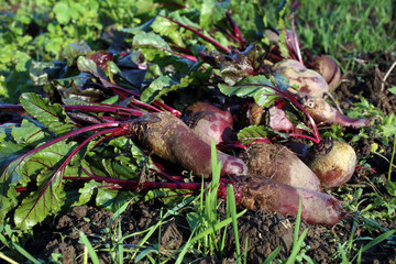 Beets harvest on field background