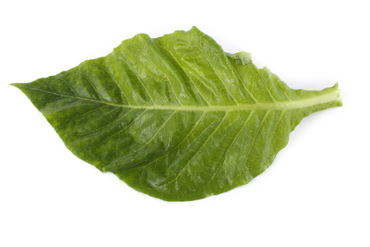 Tobacco Leaf Isolated On White