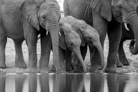 A black and white photograph of a herd of small elephants drinking at a waterhole in the Madikwe Game Reserve, South Africa.