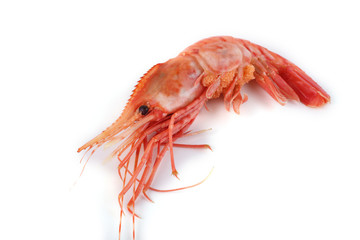 Big shrimp isolated on white