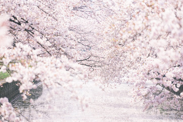 sakura forest