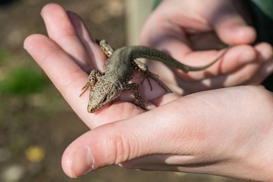 A lizard in a child's hand