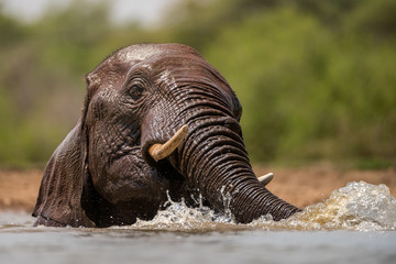 Fototapeta na wymiar A close up action portrait of a swimming elephant, splashing, playing and drinking in a waterhole at the Madikwe Game Reserve, South Africa.