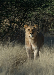 Lioness in Grass in Namibia Africa
