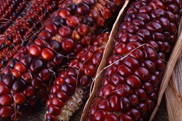 Colorful corn background