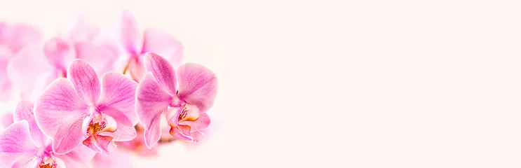 Fotobehang Beautiful floral background. Pink phalaenopsis orchids on a light background. Pastel colors. Selective focus. Close-up. © Elena