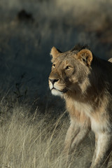 Lioness in Grass in Namibia Africa