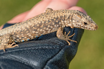 Lizard in hand with leather glove