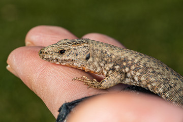 Lizard in hand with leather glove