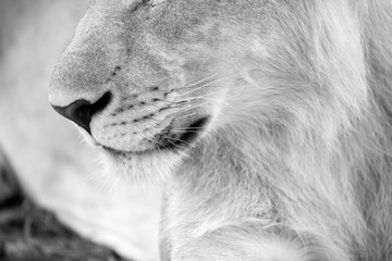 A detailed black and white close up of a young male lion's nose and mouth, taken in the Madikwe Game Reserve, South Africa.