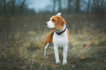 Beautiful beagle dog standing outdoor against overcast autumn nature background