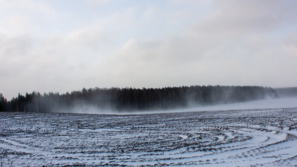The surroundings of Grodno. Belarus. Spring blizzard over the field and forest. Strong wind raises the snow up.