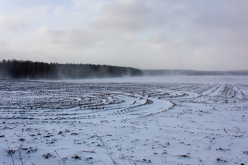 The surroundings of Grodno. Belarus. Spring blizzard over the field and forest. Strong wind raises...