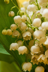 A bouquet of lilies of the valley. A small bouquet of lilies of the valley with white flowers and green leaves