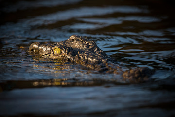 A close up portrait taken at sunrise of a large crocodile's head, with just the eyes and snout peeking above the water's surface on the Chobe River Botswana.
