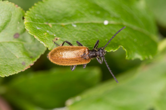 Lagria hirta is a species of beetles in the family Tenebrionidae. 