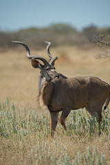 Male Kudu in Etosha National Park Namibia