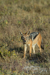 Black Backed Jackal in Etosha National Park Namibia