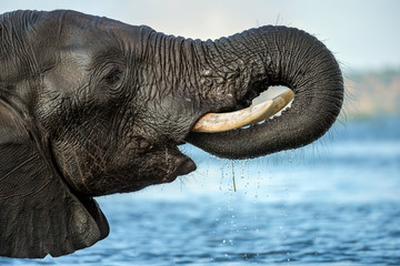 A close up profile portrait of an elephant drinking water, while standing in the Chobe River, Botswana.