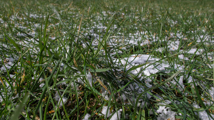 Lumps and flakes of white snow lying chaotically among the green Holly grass. Concept: Unexpected spring late frosts.