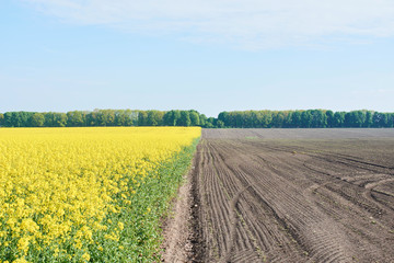 Colorful field of blooming raps. Rapeseed field with with blue sky. Yellow flowering rape plant. Source of nectar for honey. Raw material for animal feed, rapeseed oil and bio fuel