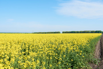 Obraz premium Colorful field of blooming raps. Rapeseed field with with blue sky. Yellow flowering rape plant. Source of nectar for honey. Raw material for animal feed, rapeseed oil and bio fuel