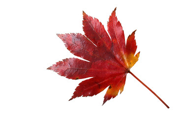 Autumn maple leaf