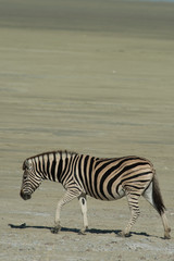 Fototapeta na wymiar Zebra Walking in Pasture in Etosha national Park Namibia