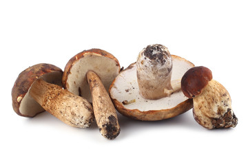 King bolete (cep, porcini, penny bun, Boletus edulis)