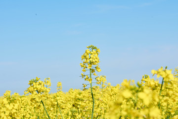 Colorful field of blooming raps. Rapeseed field with with blue sky. Yellow flowering rape plant. Source of nectar for honey. Raw material for animal feed, rapeseed oil and bio fuel