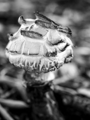 Black and white photo of an old mushroom